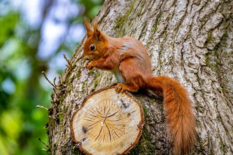 z4165 Red Squirrell in Borthwood - Sandown, Shanklin, Luccombe and Wroxall