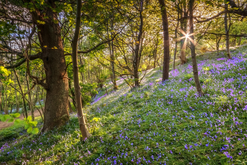 z3410 Bluebells, Mottistone - The Inner Island inc Newport & Godshill