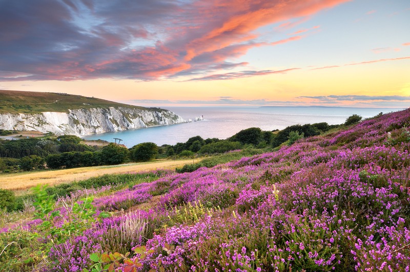 z2301 Evening Heather, Headon Warren - Freshwater Bay to Colwell Bay inc the Needles