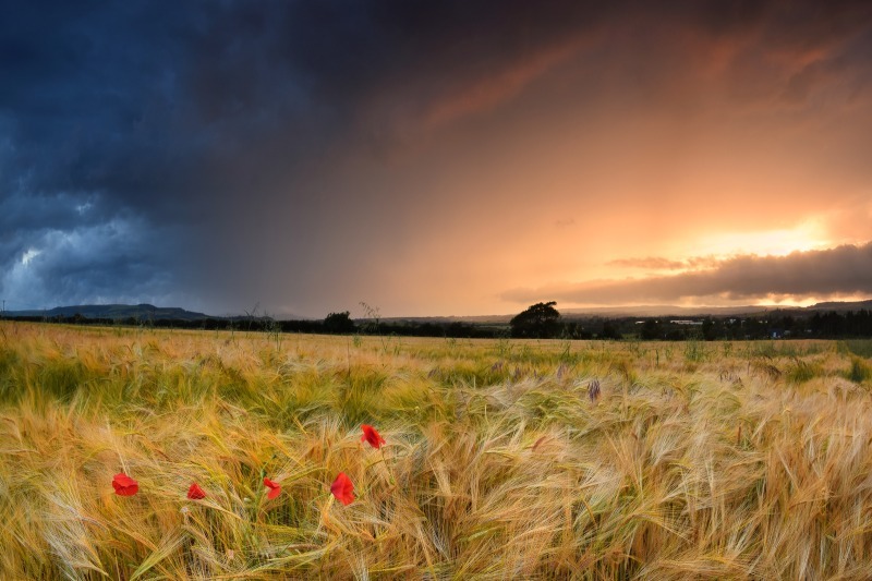 z2441 Poppy Storm, Apse Heath - Sandown, Shanklin, Luccombe and Wroxall