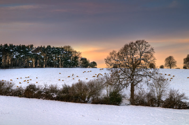 z1741 Evening Snowfields Near Havenstreet - East Cowes to Ryde inc Haventstreet, Ashey, Wooton & Binstead