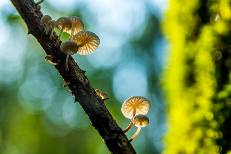 z3518 Natures Parasols - The Inner Island inc Newport & Godshill