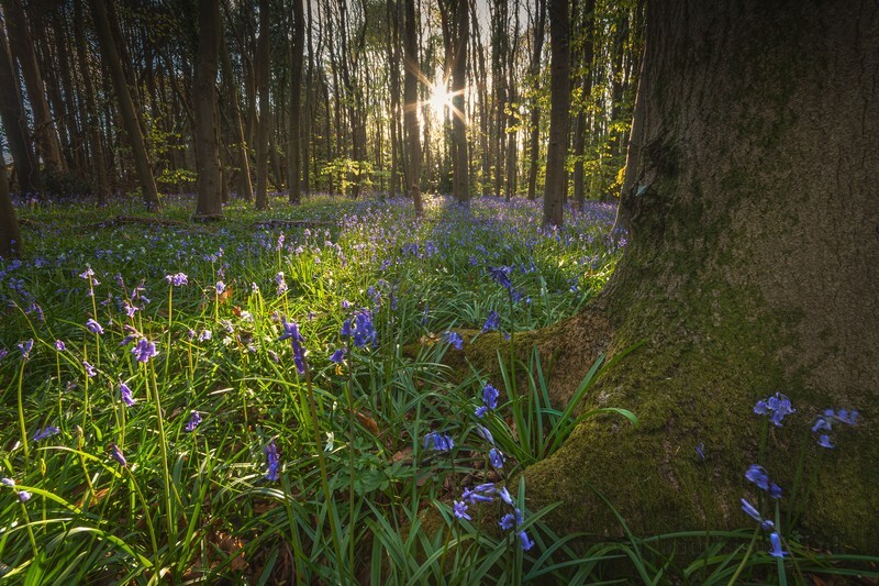 z4378 Evening Light near Havenstreet - Latest images