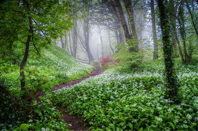 z4169 Misty Morning Light, Greatwood Copse - Sandown, Shanklin, Luccombe and Wroxall