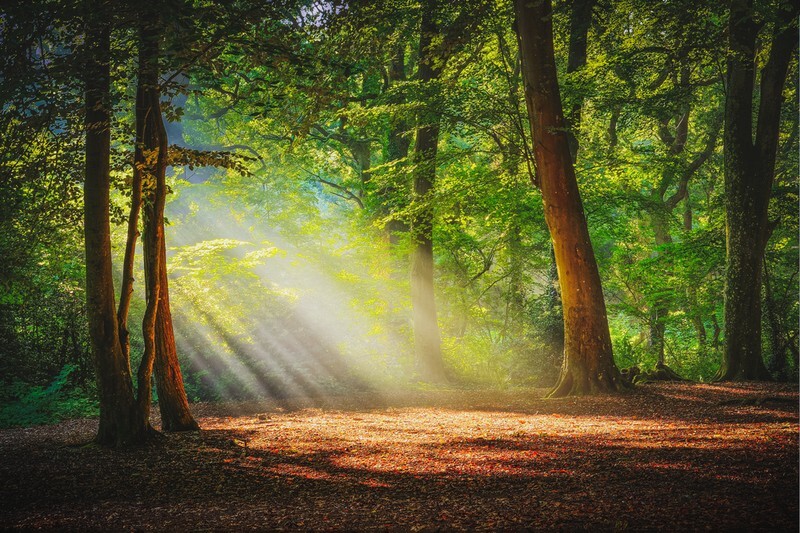 z3282 Autumn Rays, Borthwood Copse - Sandown, Shanklin, Luccombe and Wroxall