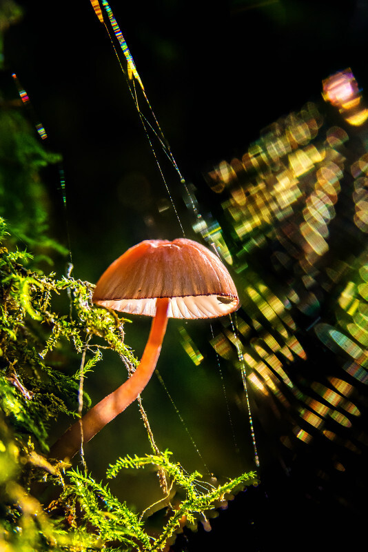 z3512 Rainbow Webs and Fungi - East Cowes to Ryde inc Haventstreet, Ashey, Wooton & Binstead