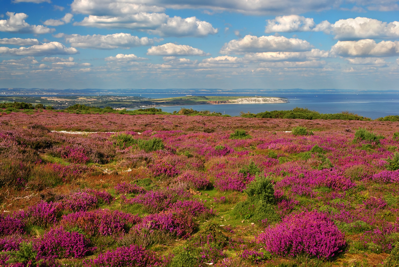 z1079 Pink Heather, Ventnor Down - Ventnor to St Catherine's inc Bonchurch, Whitwell & the Undercliff