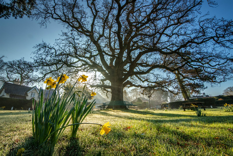 z3373 Springtime, Fishbourne - East Cowes to Ryde inc Haventstreet, Ashey, Wooton & Binstead
