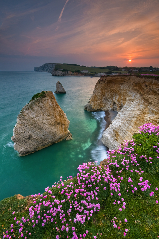 z1845 Pink Thrift at Sunset, Freshwater Bay - Freshwater Bay to Colwell Bay inc the Needles
