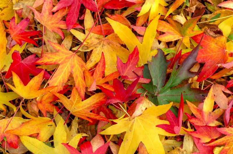 z2297 Colours of Autumn - Ventnor to St Catherine's inc Bonchurch, Whitwell & the Undercliff