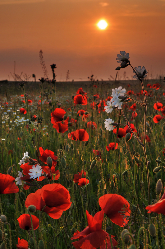 z1345 Poppies Chale - Blackgang to Compton inc Brighstone, Shorwell & West Wight
