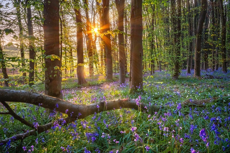 z4380 Sunrise Bluebells near Havenstreet - Latest images