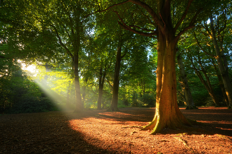 z2208 Tree of Light, Borthwood Copse - Sandown, Shanklin, Luccombe and Wroxall