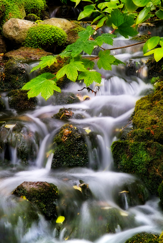 984 Bonchurch stream - Ventnor to St Catherine's inc Bonchurch, Whitwell & the Undercliff