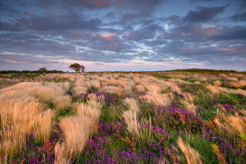 z2103 Wind Blown, Heather Ventnor Down - Ventnor to St Catherine's inc Bonchurch, Whitwell & the Undercliff