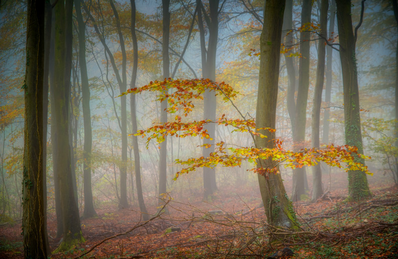 z3706 Last Taste of Autumn, Brighstone Forest - Blackgang to Compton inc Brighstone, Shorwell & West Wight