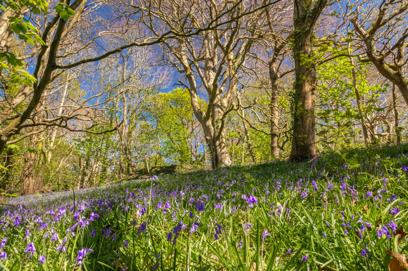 z3609 Bluebells, America Wood, Shanklin - Sandown, Shanklin, Luccombe and Wroxall