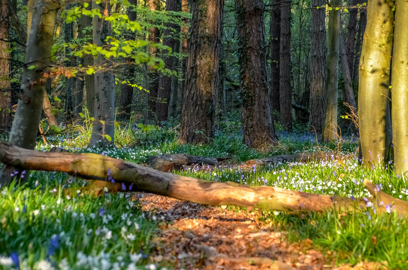 z2897 Springtime, Woodhouse Copse - East Cowes to Ryde inc Haventstreet, Ashey, Wooton & Binstead