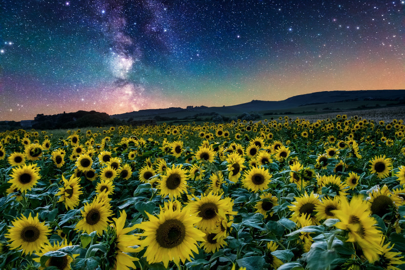 z3275 Sunflower Milky Way over West Wight - Blackgang to Compton inc Brighstone, Shorwell & West Wight