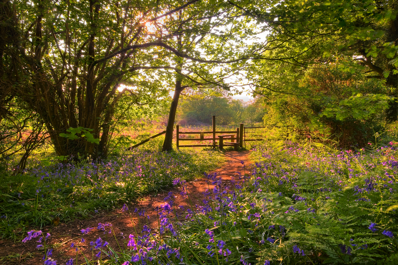 z1980 Colours of Spring, America Wood - Sandown, Shanklin, Luccombe and Wroxall
