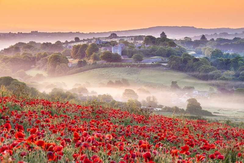 z4389 Poppy Mist and Carisbrooke Castle - Latest images
