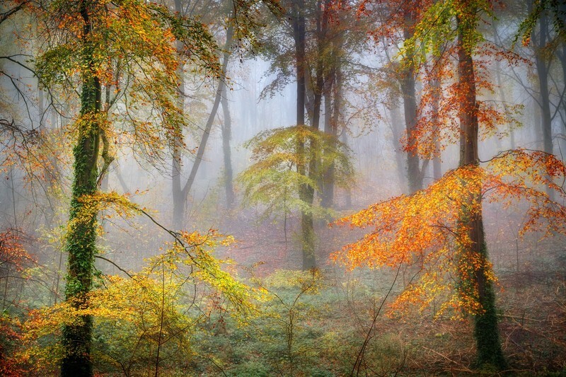 z3690 Misty Colours of Autumn, Brighstone Forest - Blackgang to Compton inc Brighstone, Shorwell & West Wight