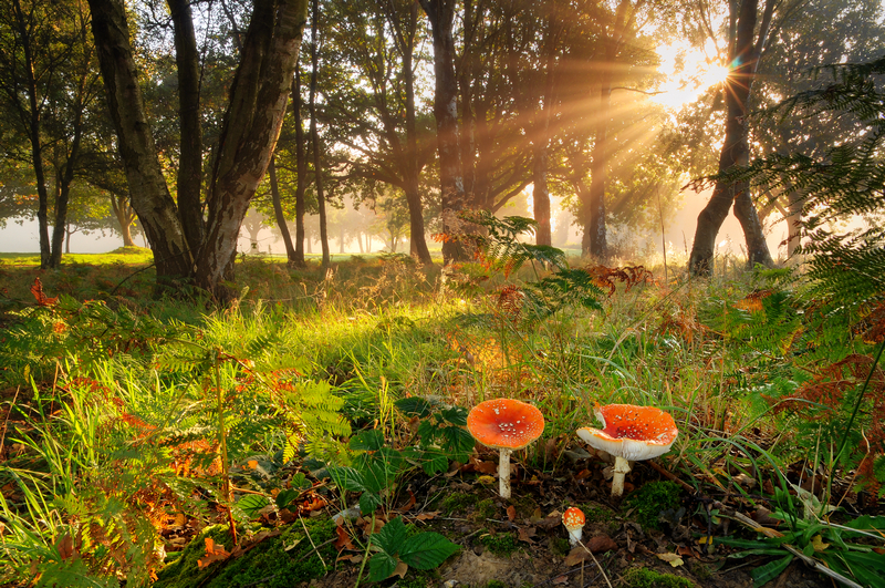 z2027 Autumn Morning, America Wood - Sandown, Shanklin, Luccombe and Wroxall