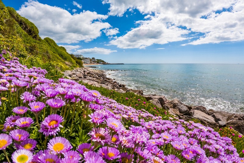 z4300 Summer Flowers, Ventnor Beach - Ventnor to St Catherine's inc Bonchurch, Whitwell & the Undercliff