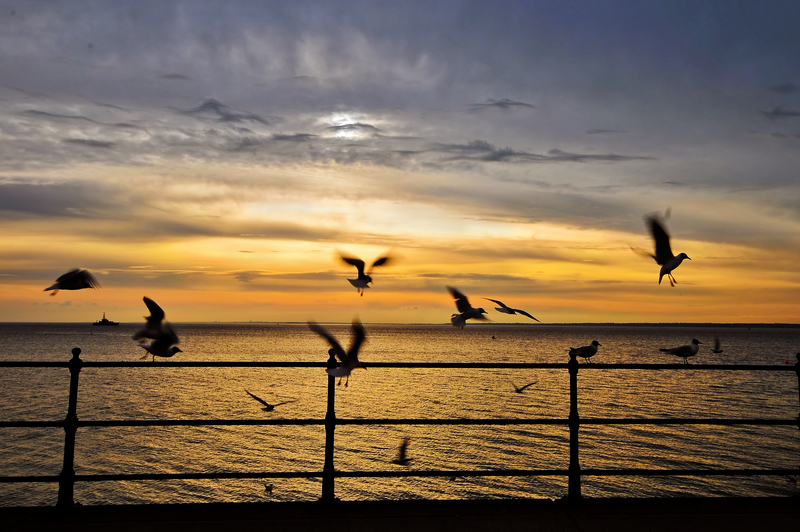 z1353 Seagulls, Totland Bay - Freshwater Bay to Colwell Bay inc the Needles