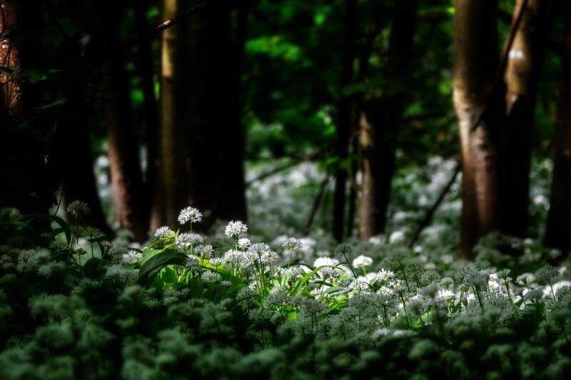 z4036 Woodland Glow, Shorwell - Blackgang to Compton inc Brighstone, Shorwell & West Wight