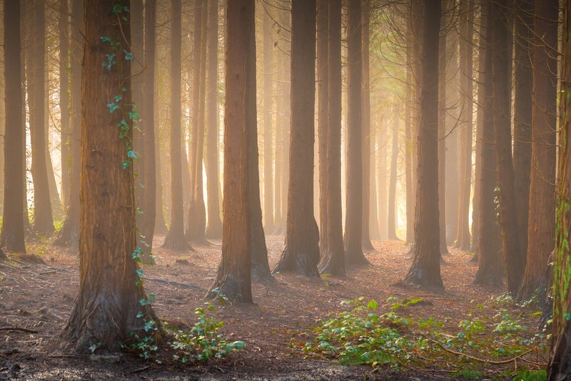 z3911 Misty Morning in Firestone Copse - East Cowes to Ryde inc Haventstreet, Ashey, Wooton & Binstead