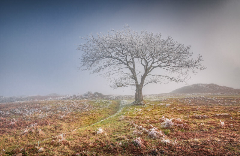 z3719 Umbrella Tree in the Mist, Ventnor Down - Ventnor to St Catherine's inc Bonchurch, Whitwell & the Undercliff