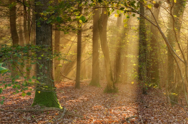 z2364 Misty Morning Glow, Firestone Copse - East Cowes to Ryde inc Haventstreet, Ashey, Wooton & Binstead