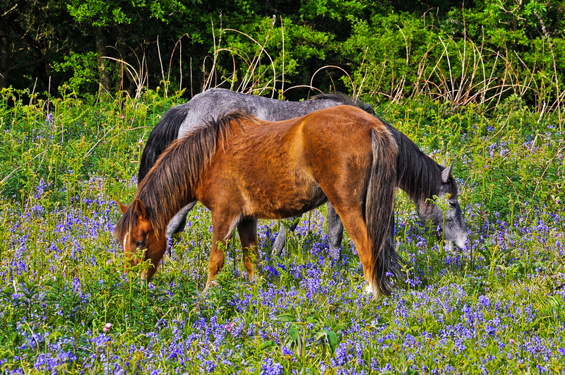 z1347 Ponies, Ventnor Down - Ventnor to St Catherine's inc Bonchurch, Whitwell & the Undercliff