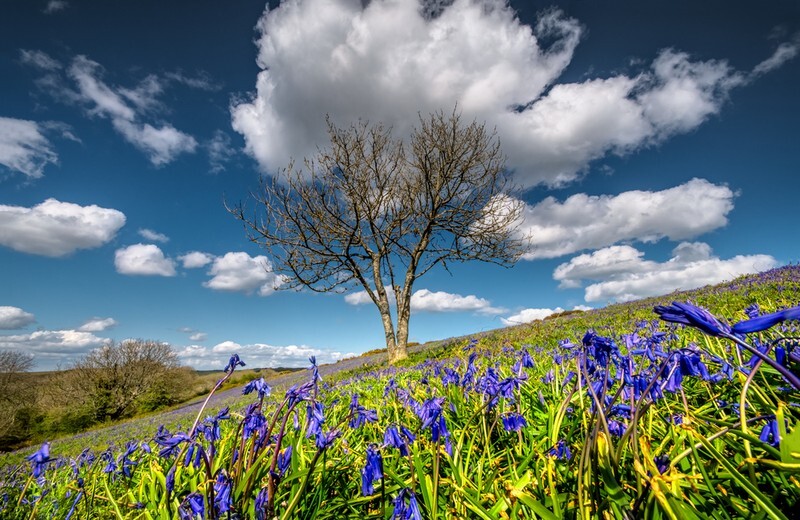 z3772 Bluebells, Ventnor Down - Ventnor to St Catherine's inc Bonchurch, Whitwell & the Undercliff