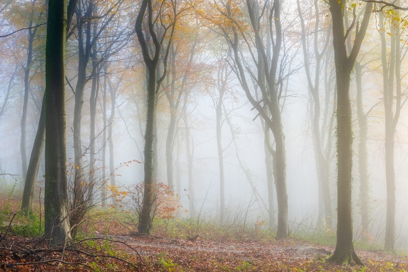 z4118 Autumn Mists, Brighstone Forest - Blackgang to Compton inc Brighstone, Shorwell & West Wight