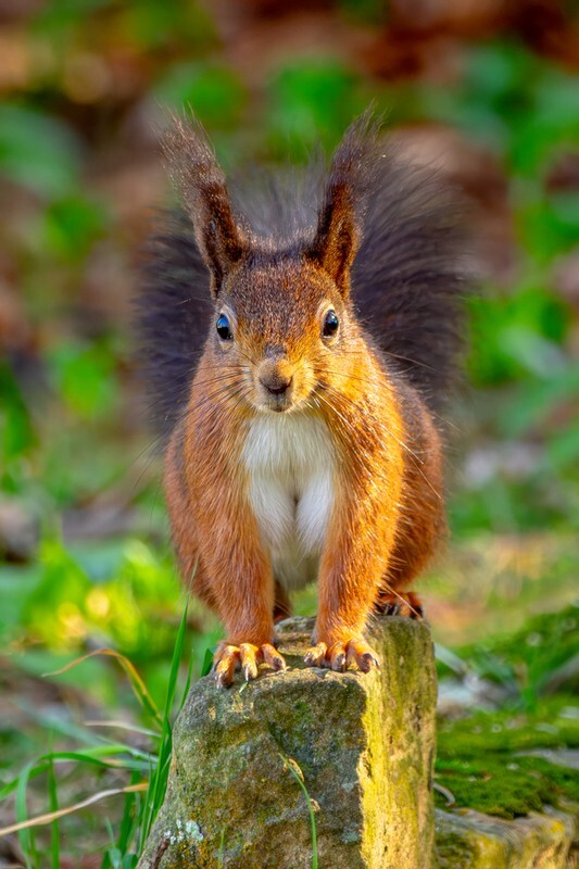 z4363 Red Squirrel, Shanklin - Latest images