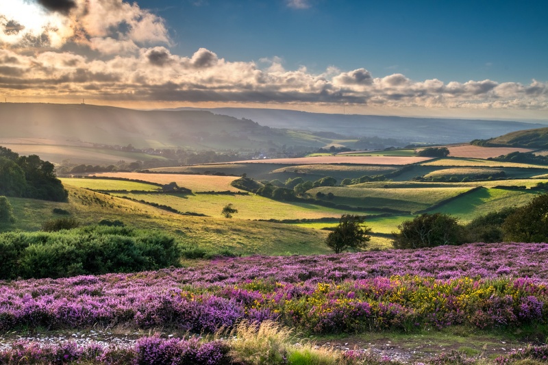 z2779 Evening Light over Wroxall - Ventnor to St Catherine's inc Bonchurch, Whitwell & the Undercliff
