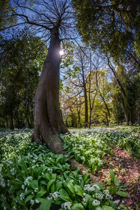 z4038 Wild Garlic, Tower Cottage Gardens, Shanklin - Sandown, Shanklin, Luccombe and Wroxall