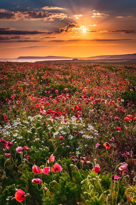 z4279 West Wight Poppies and Daisies at Sunset - Blackgang to Compton inc Brighstone, Shorwell & West Wight
