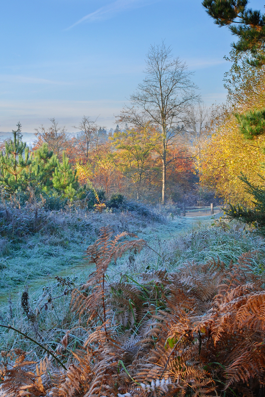 z1207 Frosty Morning, Firestone Copse 2 - East Cowes to Ryde inc Haventstreet, Ashey, Wooton & Binstead