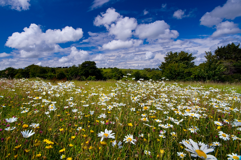 Луг на английском. Английский луг. 047 English Meadow. English Meadow. Луг по английски.