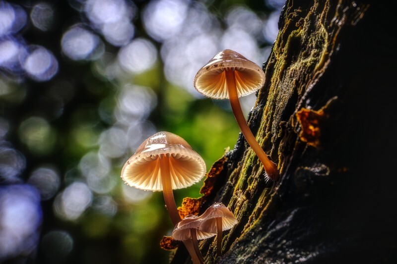 z4319 Natures Umbrellas, Borthwood - Sandown, Shanklin, Luccombe and Wroxall