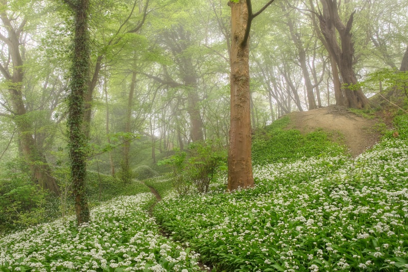 z2704 WIld Ramson Greatwood Copse - Sandown, Shanklin, Luccombe and Wroxall