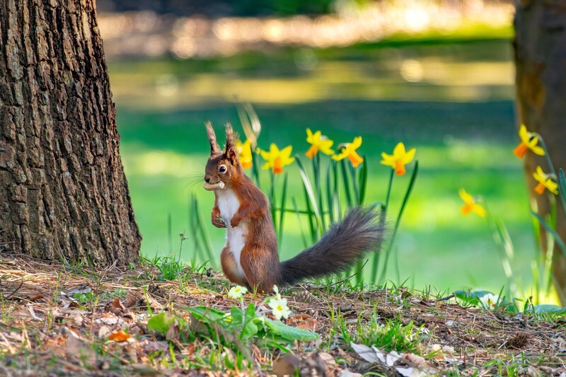 z4366 Spring Red, Rylstone Gardens in Shanklin - Latest images