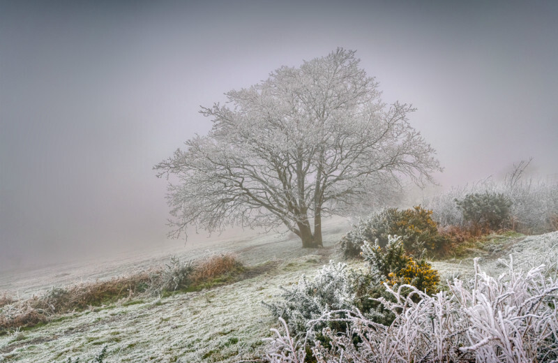z3716 Gorse and Rime, Ventnor Down - Ventnor to St Catherine's inc Bonchurch, Whitwell & the Undercliff