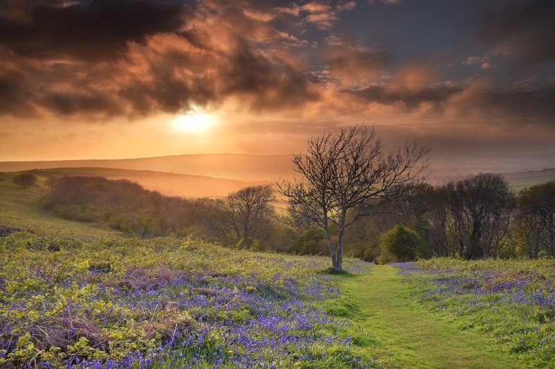 z2702 Golden Light, Ventnor Down - Ventnor to St Catherine's inc Bonchurch, Whitwell & the Undercliff