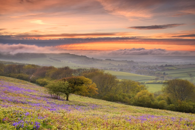 z2712 Bluebell Sunset Ventnor Down - Ventnor to St Catherine's inc Bonchurch, Whitwell & the Undercliff