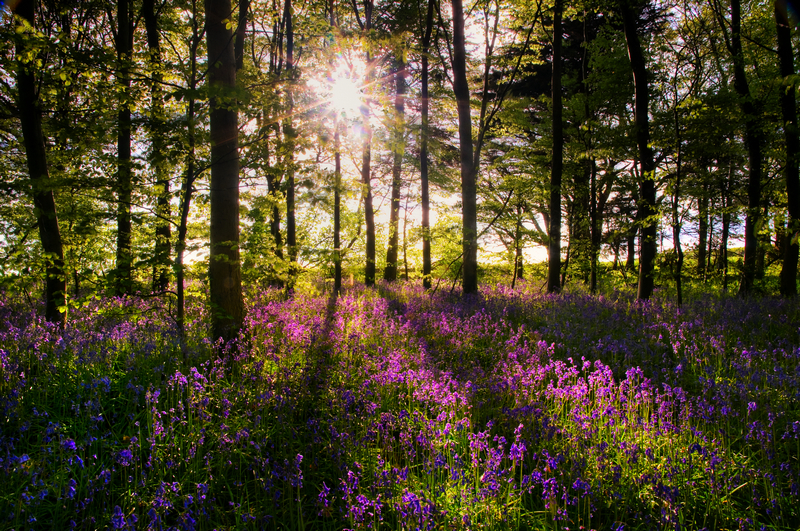 z1844 Bluebells, Woodhouse Copse - East Cowes to Ryde inc Haventstreet, Ashey, Wooton & Binstead
