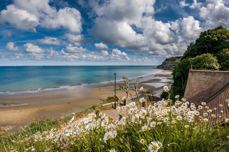 z4339 Oxeye Daisies, Shanklin Chine - Sandown, Shanklin, Luccombe and Wroxall